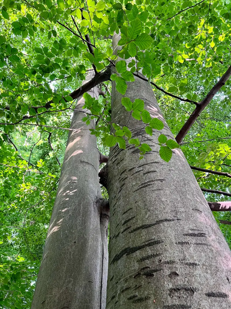 Blick an zwei Buchenstämmen hinauf ins Blätterdach