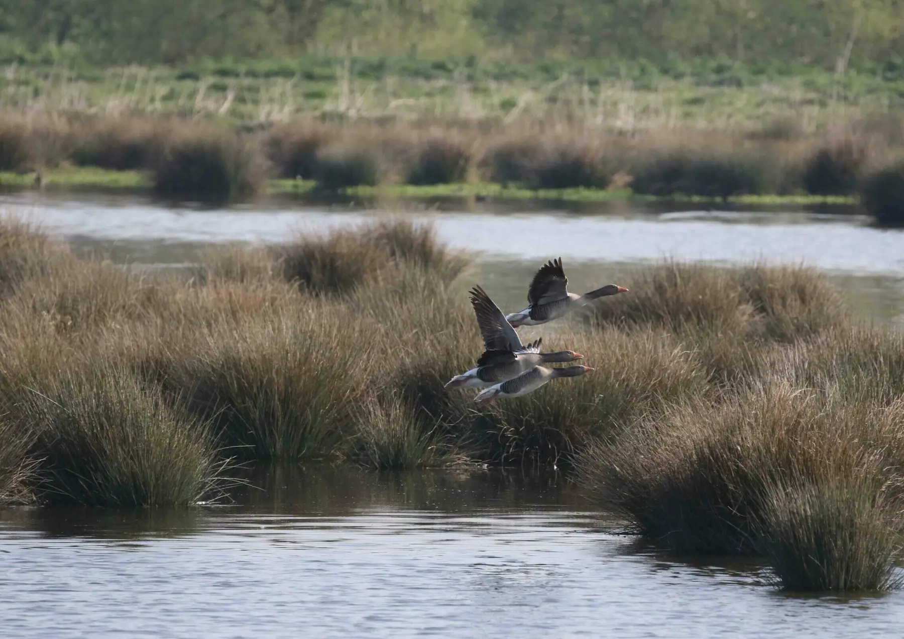 Wildgänse landen in einem Moor mit Seggenbulten