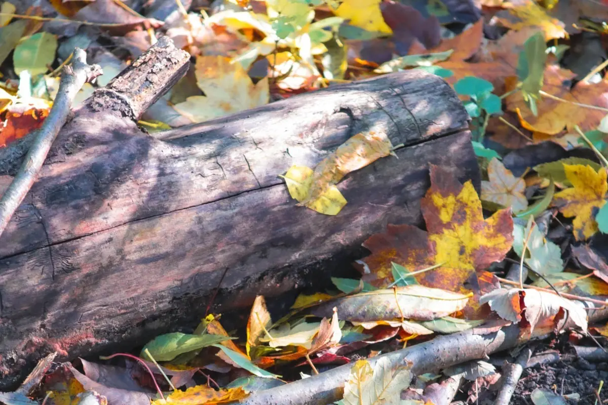 Morscher Baumstamm im bunten Herbstlaub