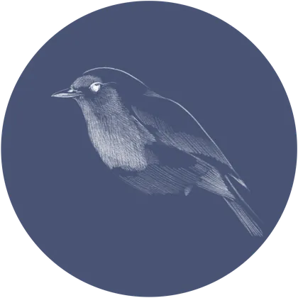 Zeichnung eines Singvogels