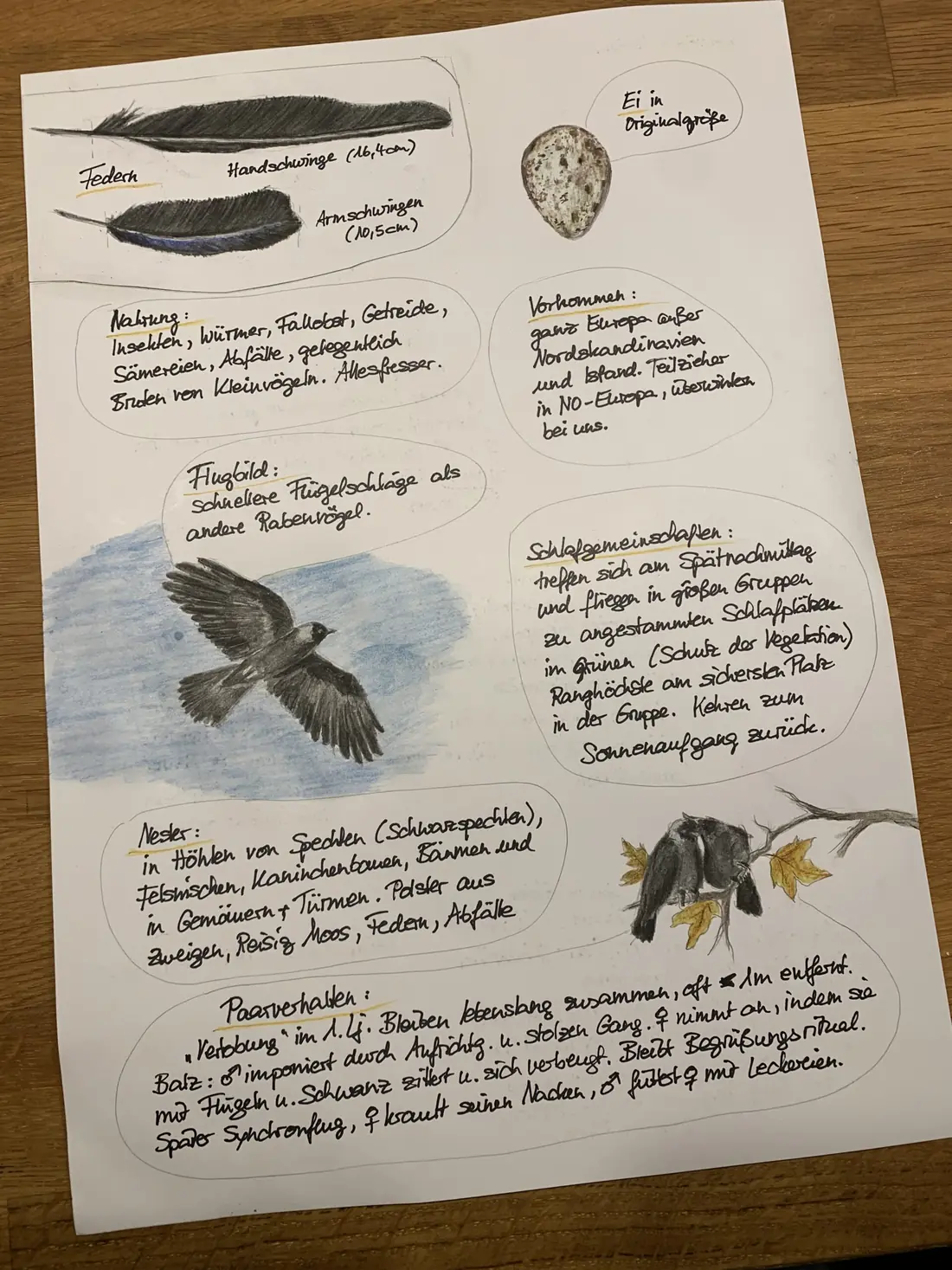 Handgeschriebene und gezeichnete Journalseite zu Rabenvögeln