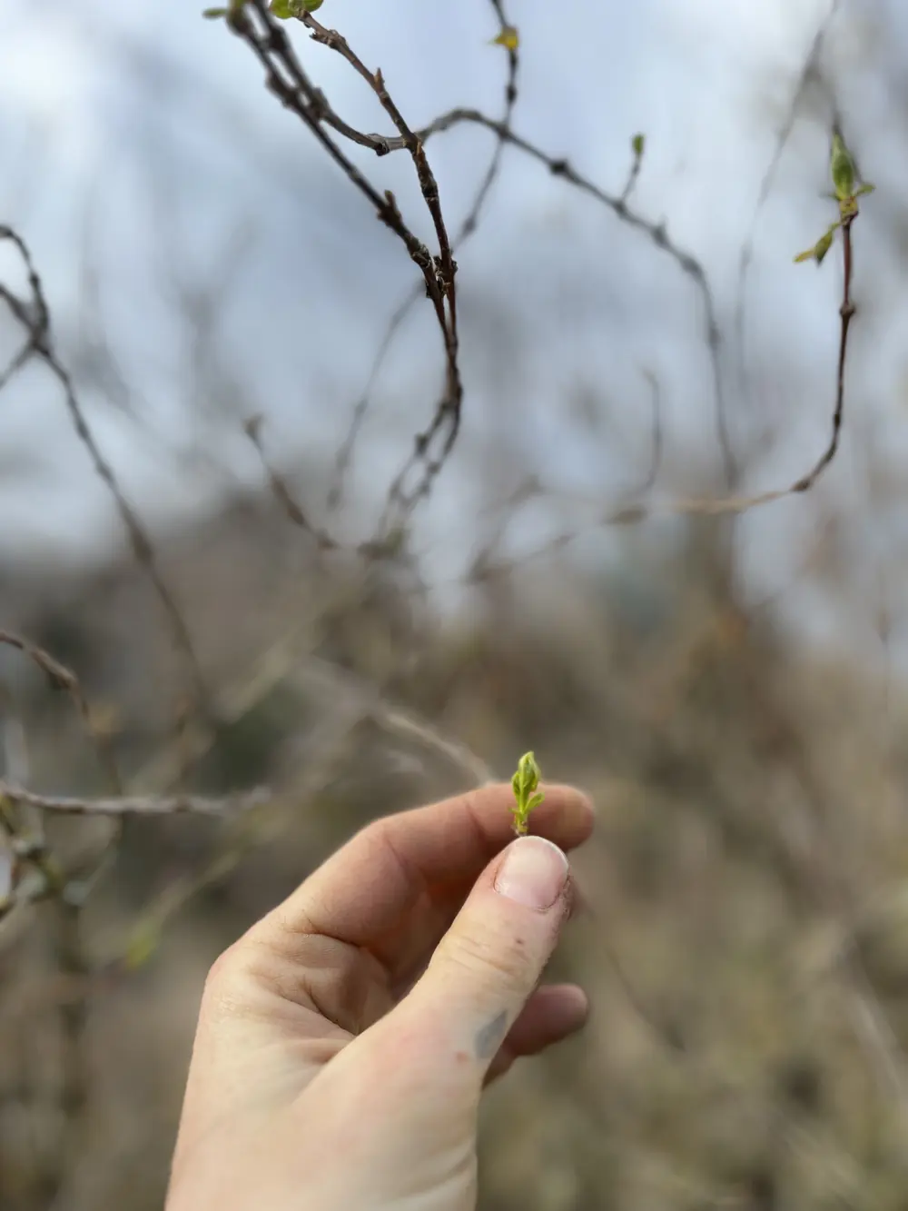 Hand hält eine aufbrechende Knospe im Vorfrühling