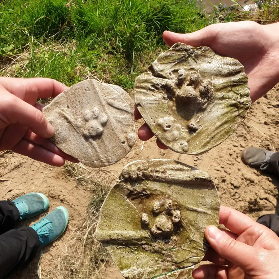 Gipsabdrücke von Tierspuren in Händen